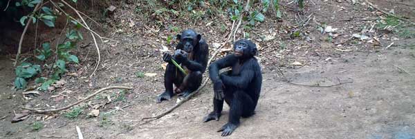 Bonobos