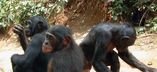 Bonobos