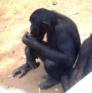 Bonobos